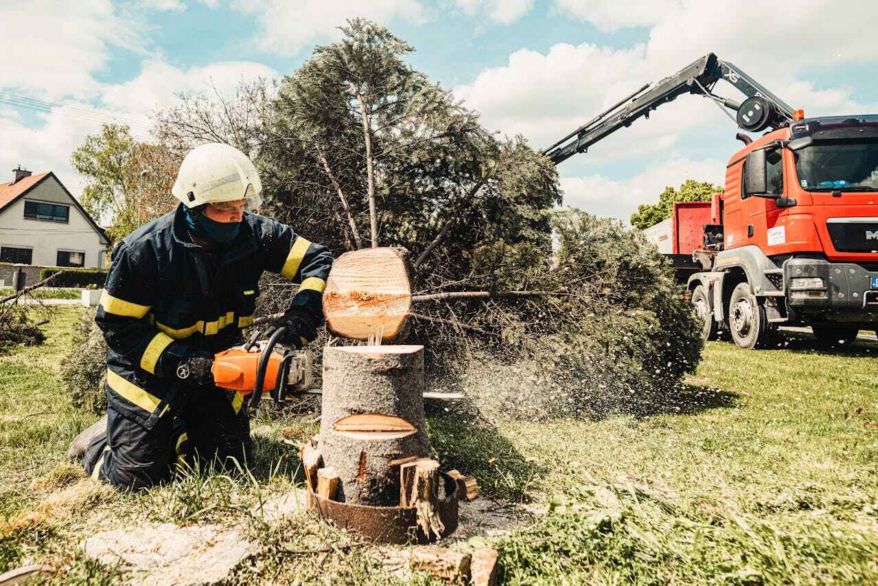 Best Tree Root Removal  in Hawkinsville, GA